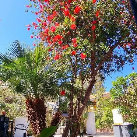 La Tre Palme * Валледория